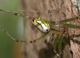 Orchard Orbweaver Orchard Orbweaver
